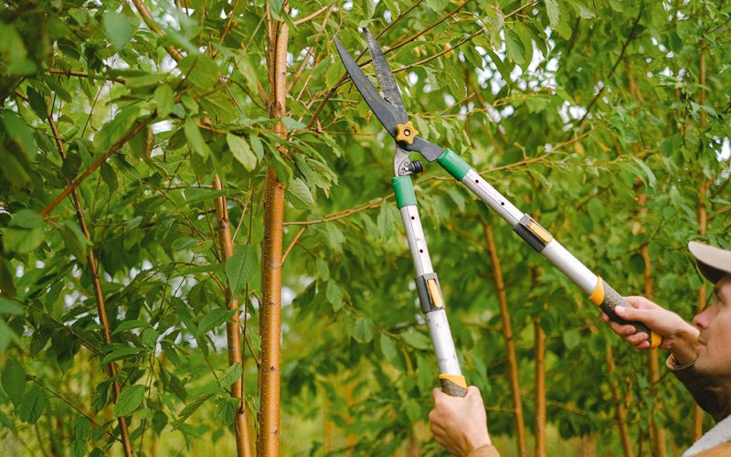 Tree trimming in Jeffersonton, VA